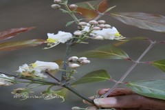 Hiptage benghalensis